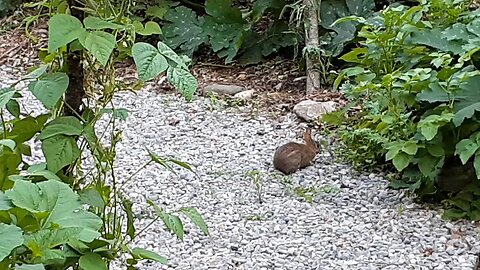 Let the bunnies in. Perennial kale bunny border in action.