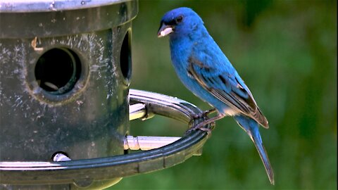 The indigo bunting is a very vibrantly colored bird