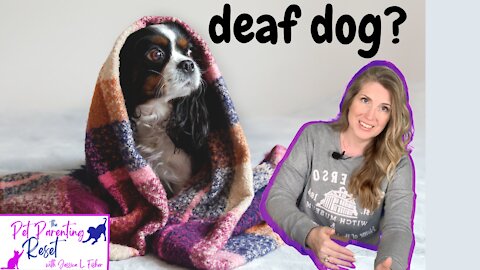 Living With A Deaf Dog?