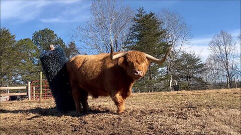 Hamish, the Dancing Highland cow | Hamish and Kyloe Ep. 449