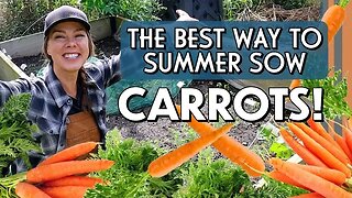 The Best Way to Plant Carrots in Summer (for fall harvest)