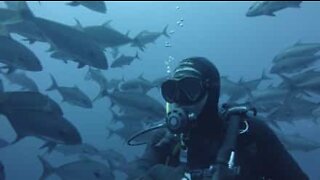 Diver takes a selfie in the middle of a school of fish