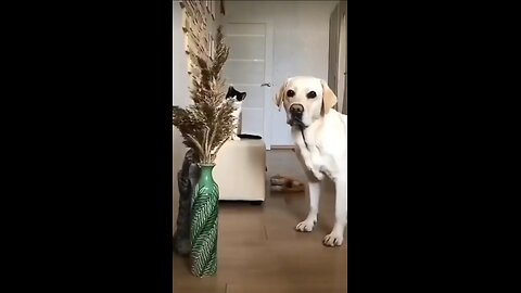 Try Not To Laugh 😂 Dog 🐕 Funny Animals Video 🐶🐶