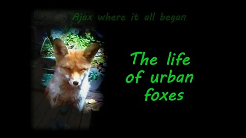 🦊Friendly urban #fox Ajax and where it all began - The Life of an Urban Fox Cub