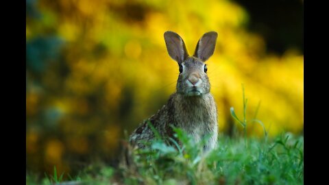 Wild rabbit on the parking lot