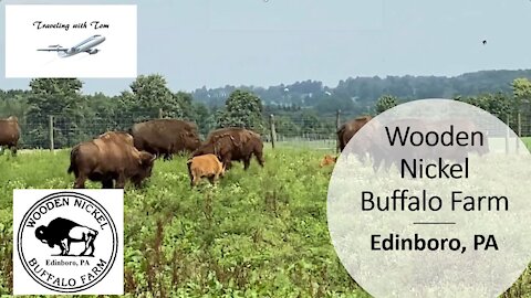 Wooden Nickel Buffalo Farm l Bison l Edinboro, PA l Traveling with Tom l Aug 12, 2021