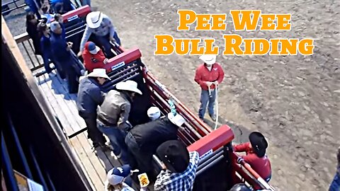 Pee Wee Bull Riding at Jackson Hole Rodeo Wyoming