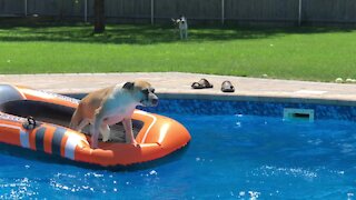 Dog jumps on pool float, owner epically fails