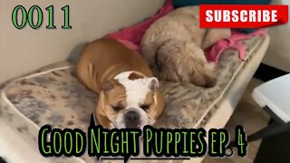the[DOG]diaries [0011] Good Night Puppies - Episode 4 [#dogs #doggies #thedogdiaries]