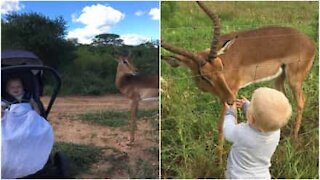 Un enfant sympathise avec un impala