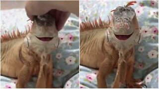 Cute iguana smiles when it's petted