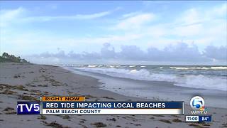 Martin County beaches, Delray Beach back open follow closures from red tide
