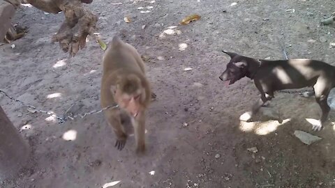 a monkey teases a hungry dog