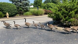 Goose family crossing road in a line