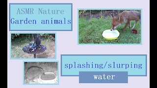 Nature sounds of our Wildlife Oasis guests drinking and bathing