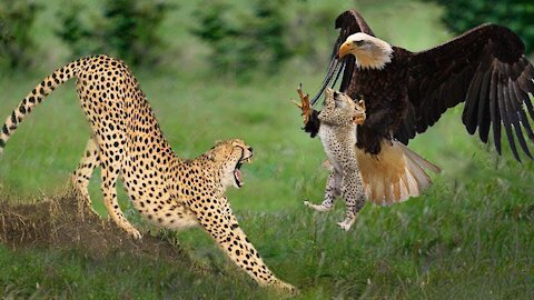 Big Mistake Eagle Provoked Baby Leopard And The Unexpected | Mother Leopard Fail To Save Her Baby