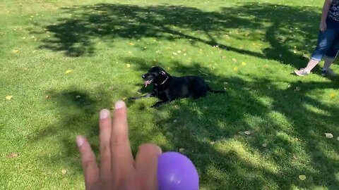 Playing with Zoey at the Park 2019