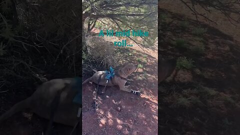 Silly pup on a hike #arizona #arizona #dog #funnyvideo #pets