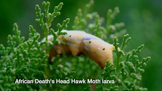 SOUTH AFRICA - Cape Town - African Death's Head Hawkmoth larva (Video) (irx)
