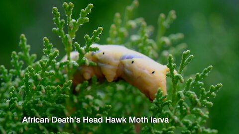 SOUTH AFRICA - Cape Town - African Death's Head Hawkmoth larva (Video) (irx)