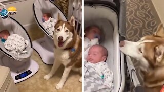 Husky Finally Meets Twin Babies After 55 Days In The Nicu