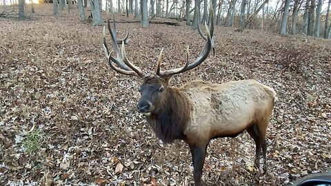 Lone Elk Park - Bull Elk 20231116