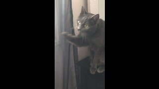 Kitten vs curtain