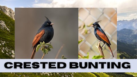 Crested Bunting | Birds Of India | Asia