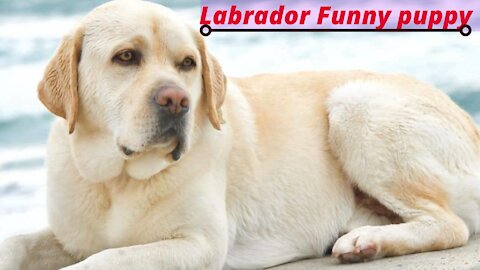 Labrador Funny puppy