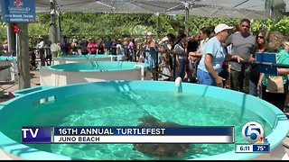 16th annual Turtlefest held in Juno Beach