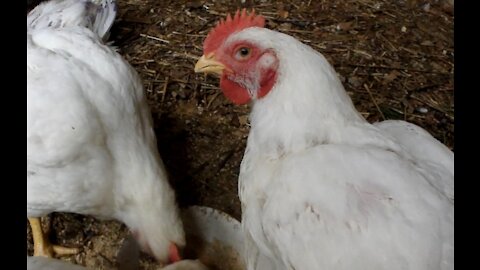 Broiler or Cornish Cross Chickens Eating Food