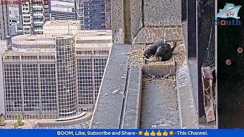 Live Peregrine Falcon Watch. Waiting For The Eggs To Hatch. 09/09/2023.
