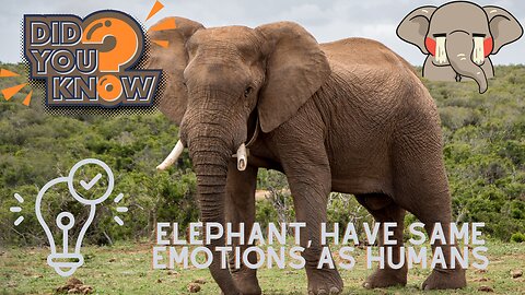 Interesting facts about Elephants