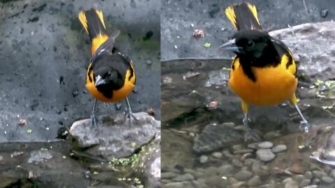 Stunningly colored oriole enjoys a bath in the backyard pond