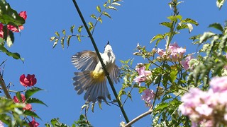 Flirty Bird in the Garden