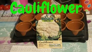 How to grow Cauliflower from seeds