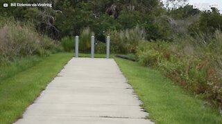 Crocodilo gigante decide apanhar sol numa rua da Flórida
