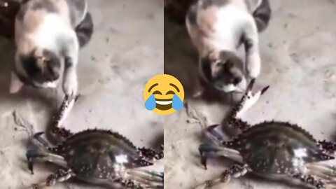 Funniest Cat and crab very funny