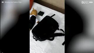 Gato preto desaparece em cima de mochila