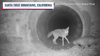 Check This Out: Coyote, badger travel under CA highway together