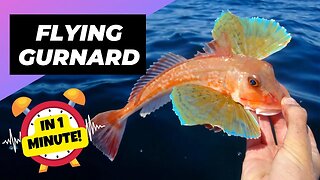 Flying Gurnard - In 1 Minute! 🐠 One Of The Most Beautiful Sea Creatures | 1 Minute Animals