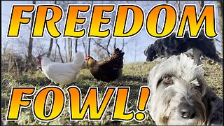 'Let Them Eat Bugs!' | Chickens Tasting FREEDOM!