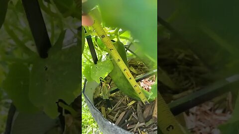 Harvesting the First Cucumber (Garden Update Spring 2023)