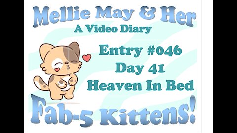 Video Diary Entry 046: Heaven On Earth (in bed). Swarmed By Kittens - Day 41