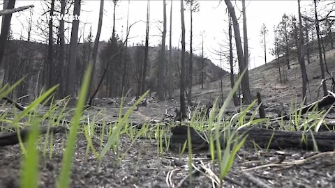 How wildfires can impact soil and cause it to repel water