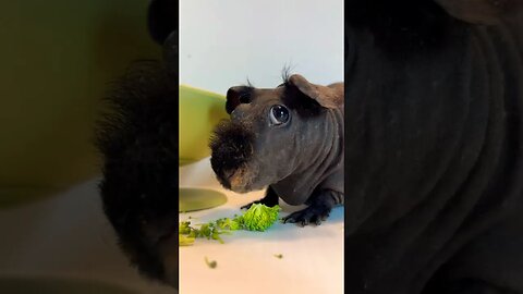 Skinny Pig Eating Broccoli