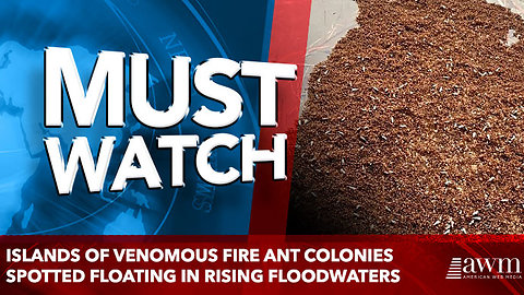 Islands of venomous fire ant colonies spotted floating in rising floodwaters