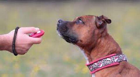 Dog Training | How to interact with your paws in a variety of situations.