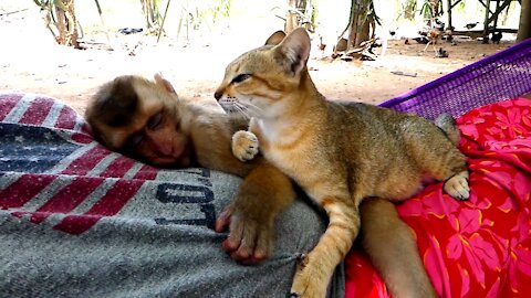 A Delightful Feline Becomes a Close Acquaintance with a Baby Monkey