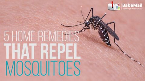 5 home remedies that repel mosquitoes